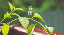 【二十四節(jié)氣灸】谷雨節(jié)氣脾土濕，艾灸降濕濁，脾旺不受邪！